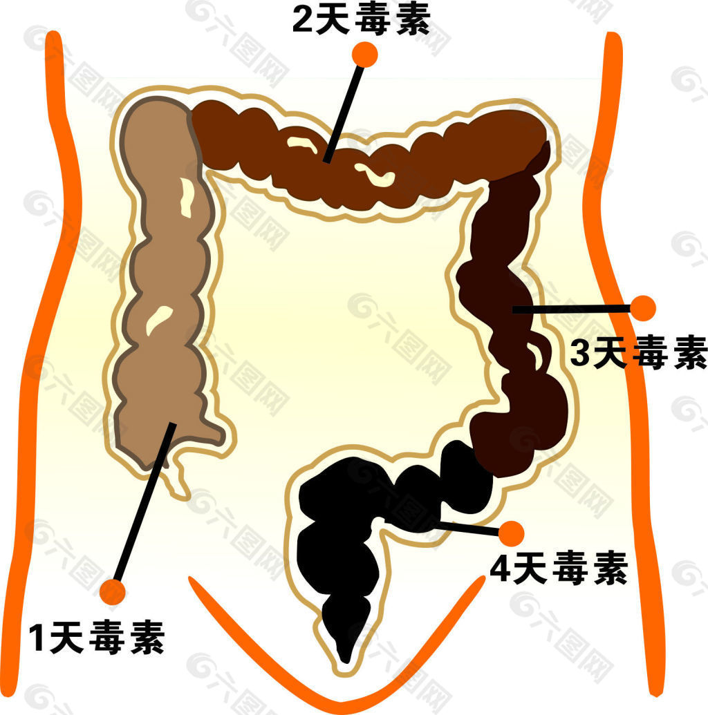 人体肠道毒素堆积