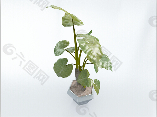大叶绿色植物盆栽3d模型下载