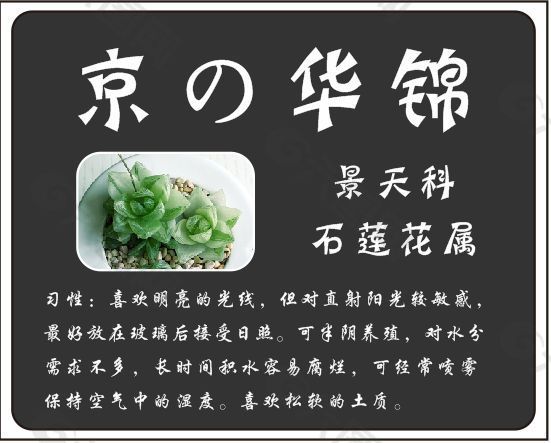 多肉植物图谱