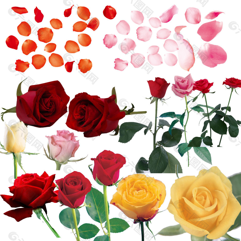 水果切片卷成玫瑰花,火龙果玫瑰花摆盘,水果玫瑰花束图片_大山谷图库