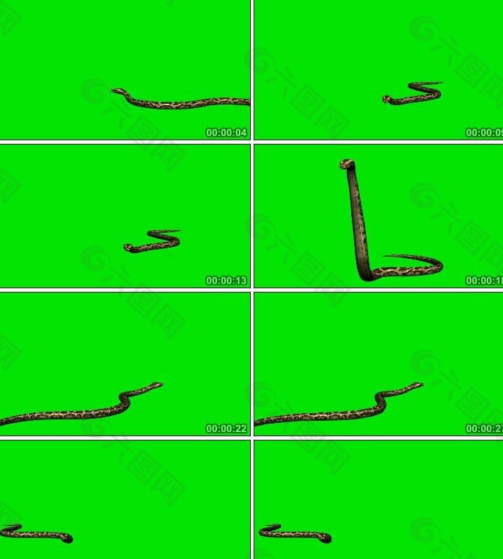 蛇蠕动动态视频