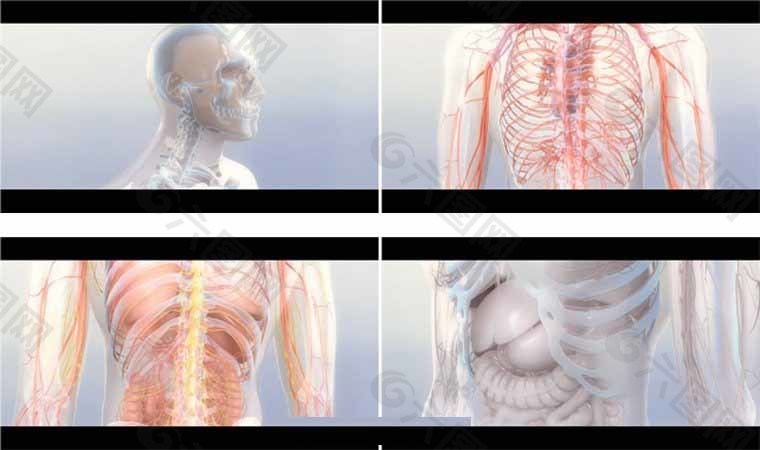 血管器官模型解剖分析高清动态背景动画