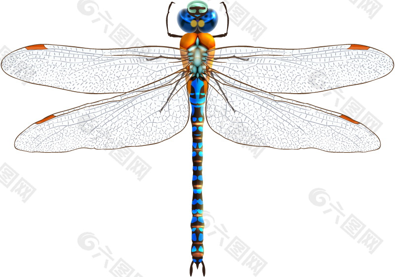蓝色蜻蜓设计矢量素材.