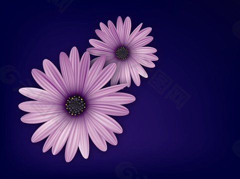 紫色花朵蓝色背景图背景素材免费下载(图片编号:4935927)
