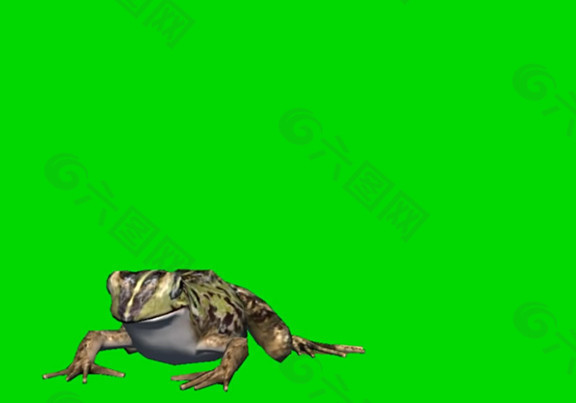 青蛙绿屏抠像视频素材