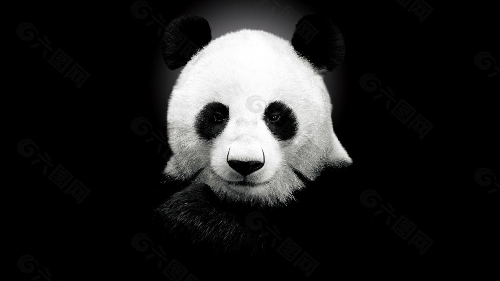 黑白熊猫个性壁纸背景