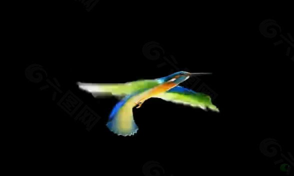 彩色飞翔鸟抠像视频素材