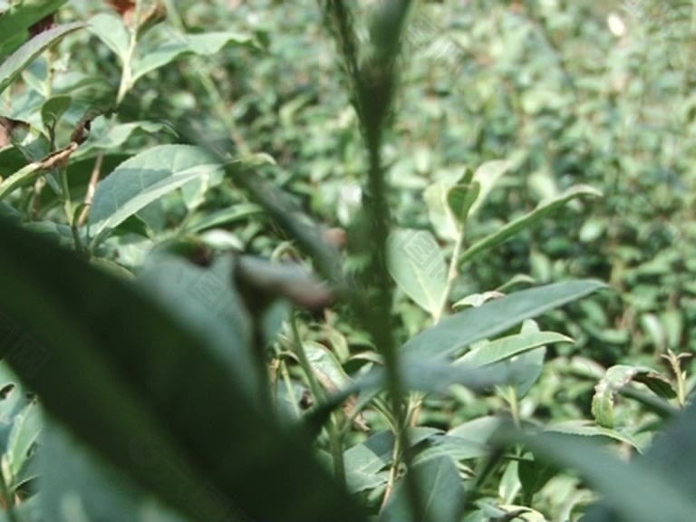 信阳毛尖茶树茶山标清视频