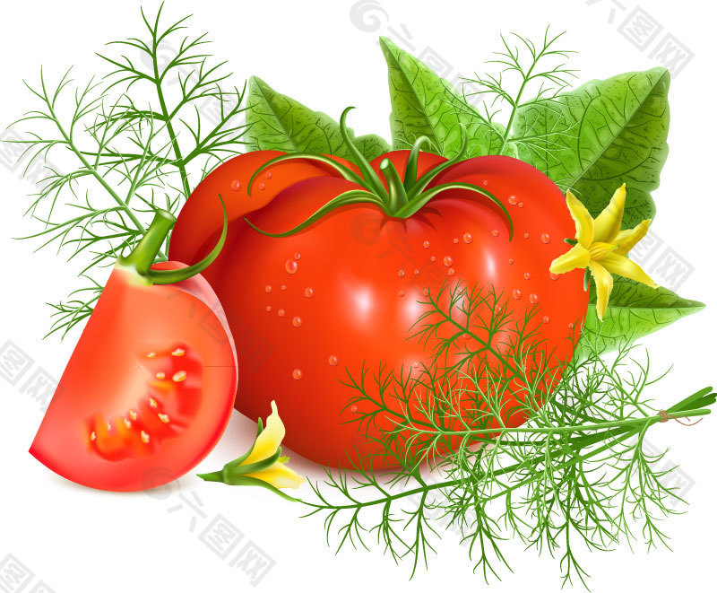 新鲜西红柿设计