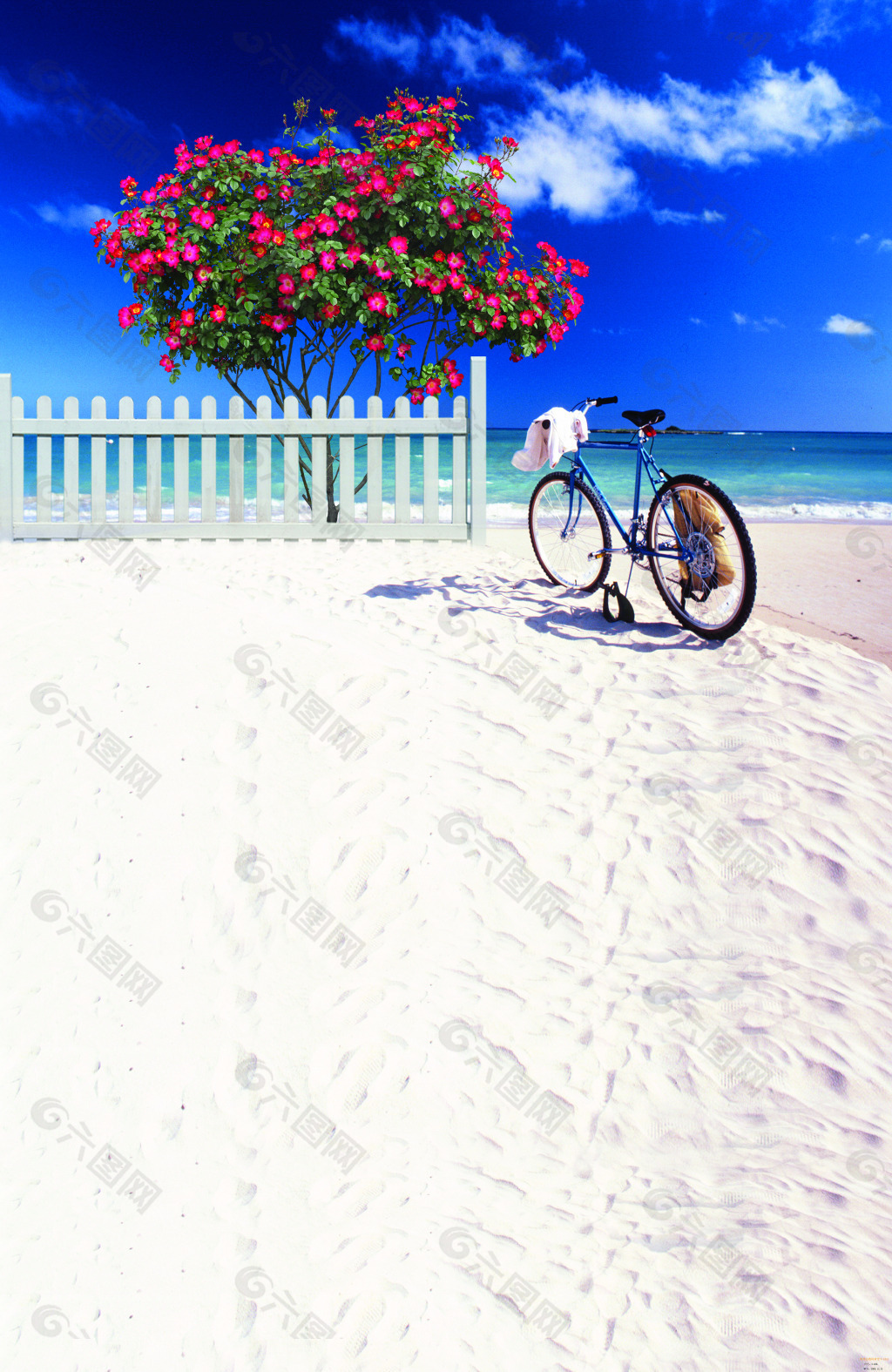 沙滩花树自行车