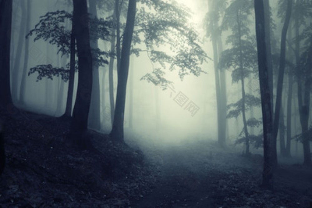 雾之森林