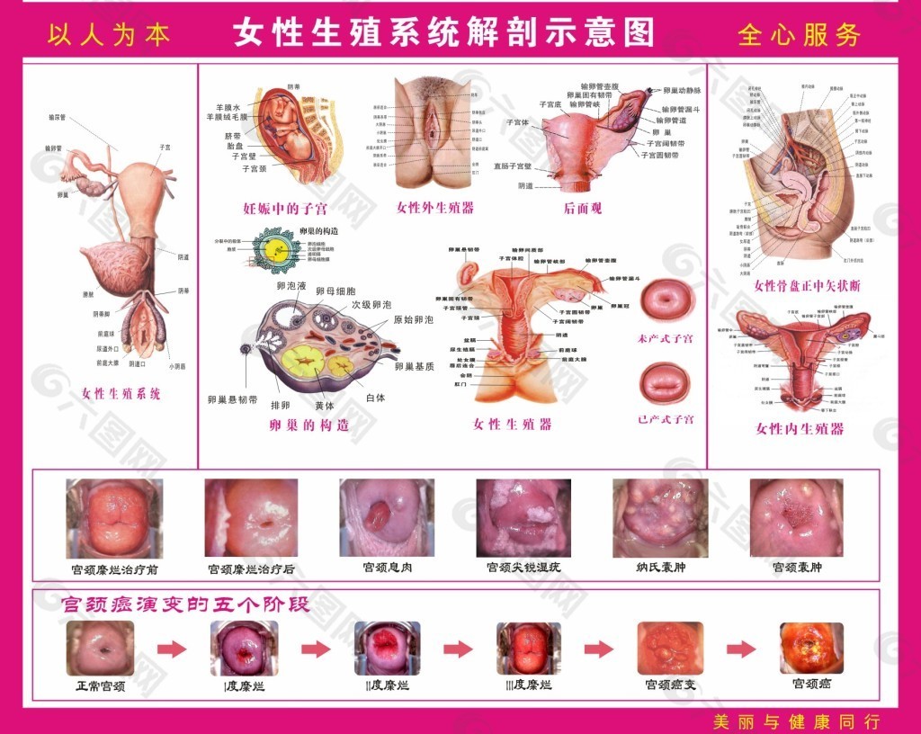 女性生殖系统解剖及生理_平台