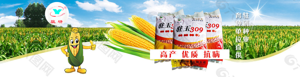 玉米农作物种子海报