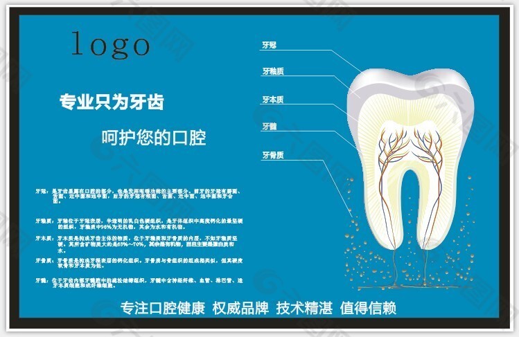 牙齿分解图