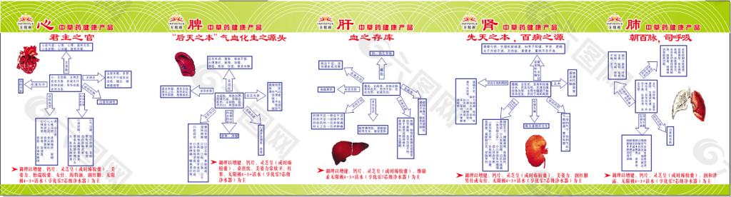 无限极心肝脾肺肾图