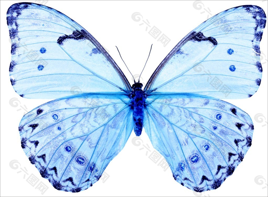 蓝色蝴蝶