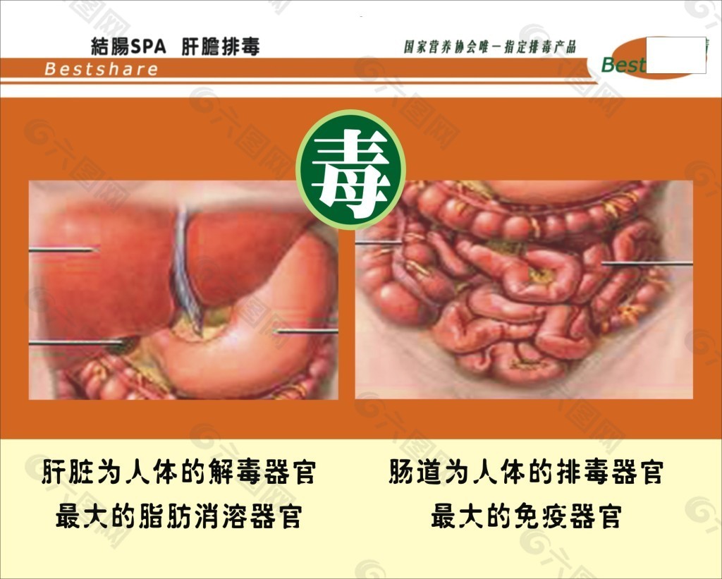 结肠SPA 肝胆排毒