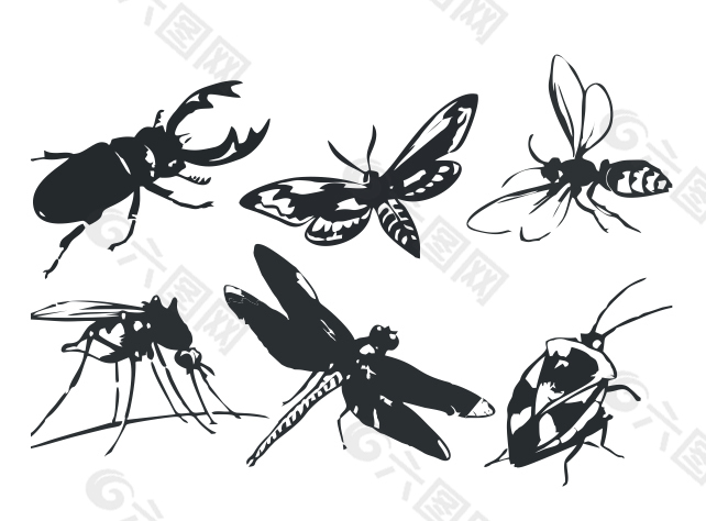 6款精致的常见黑白昆虫矢量素材