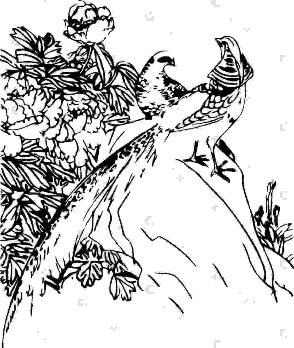 刺绣 花 鸟 古代 传统