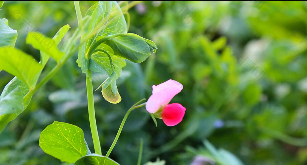 豌豆花