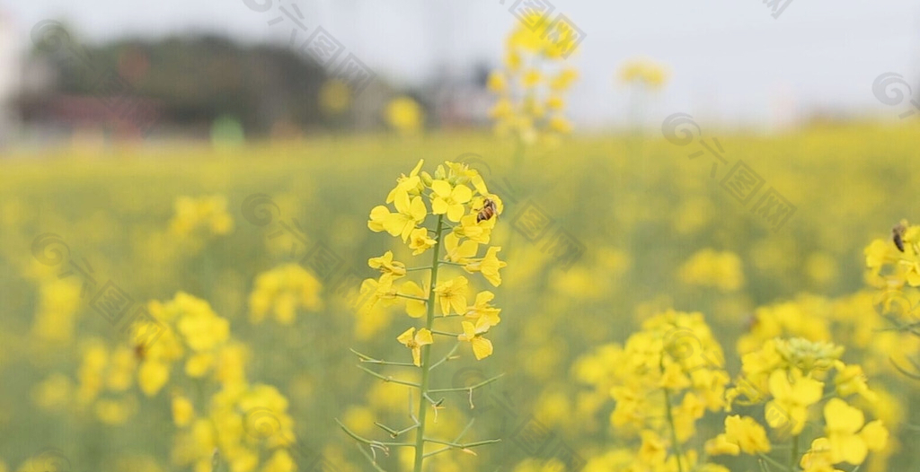 油菜花中的蜜蜂