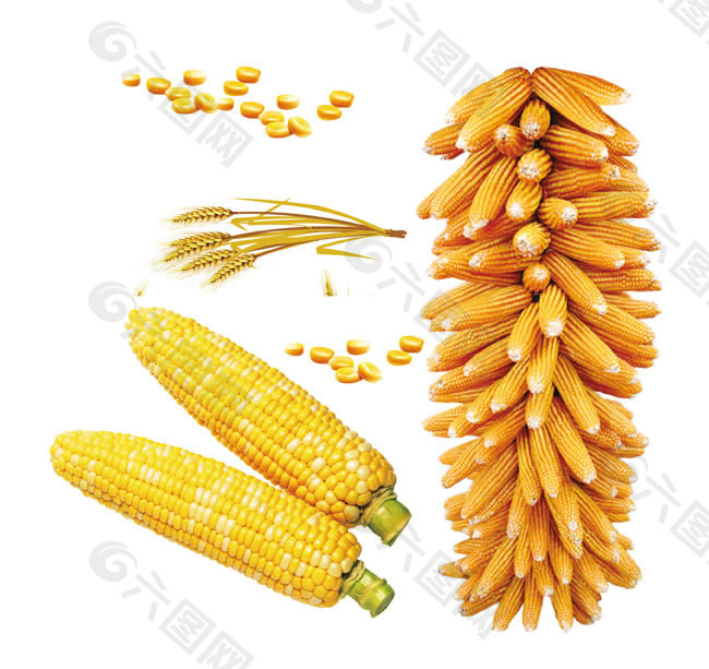 玉米小麦高清设计图片素材