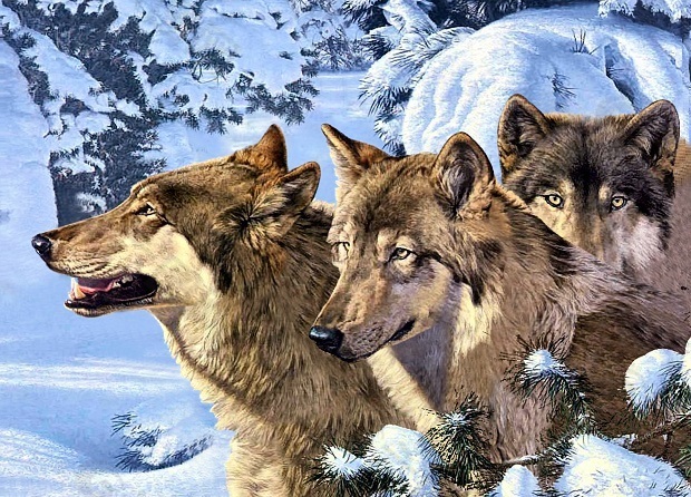 三匹狼传媒图片