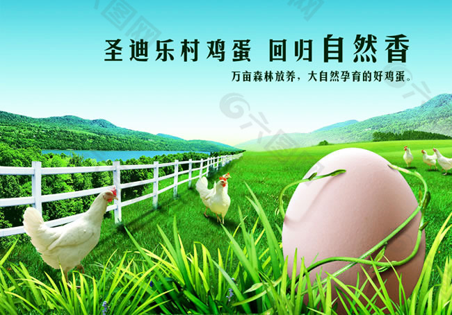 鸡蛋广告海报设计psd素材