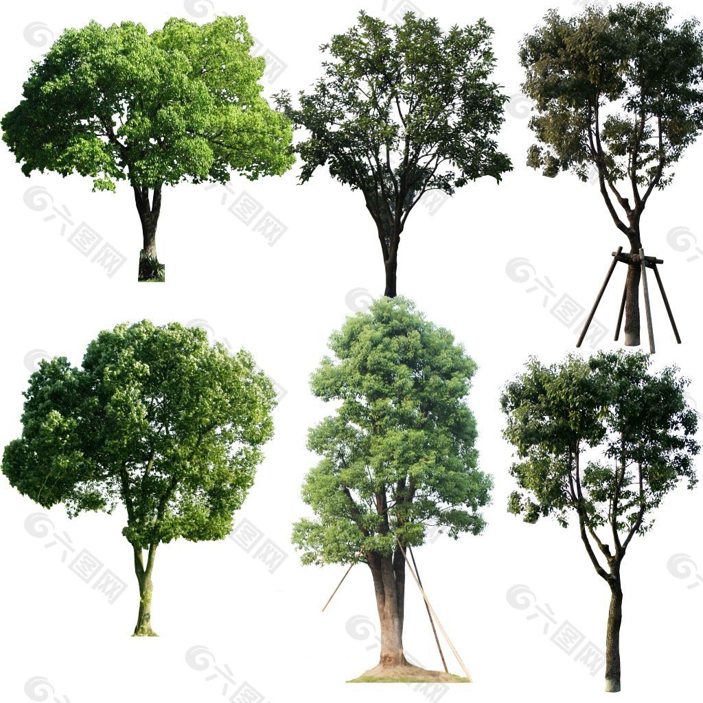 树木 单树 小树