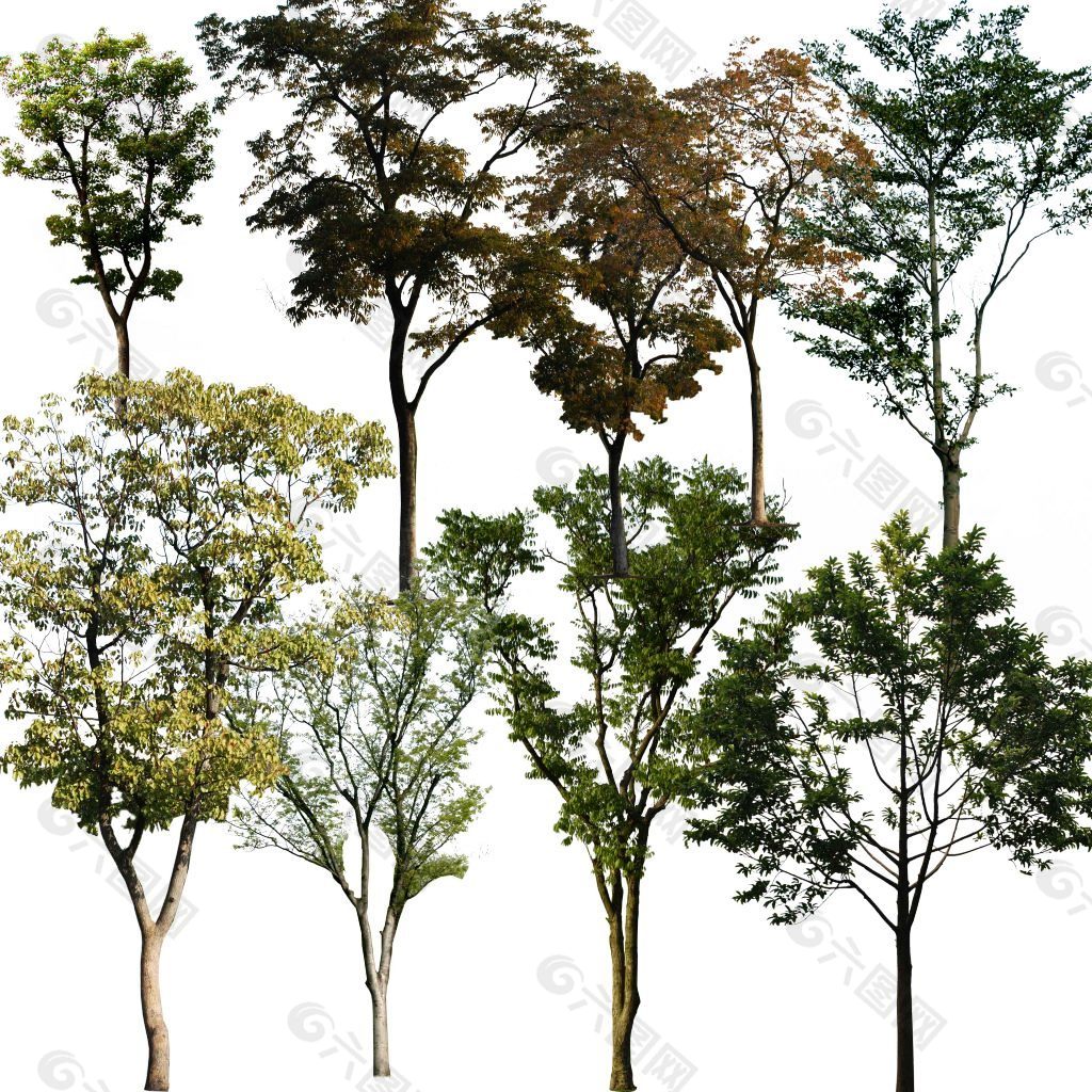 野外树树种大树