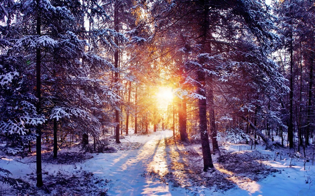 清晨的雪景深林户外背景