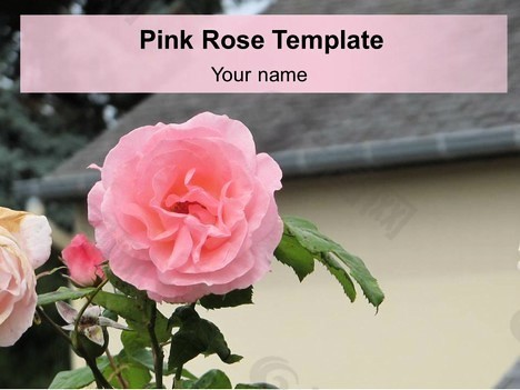 粉红玫瑰的PowerPoint模板