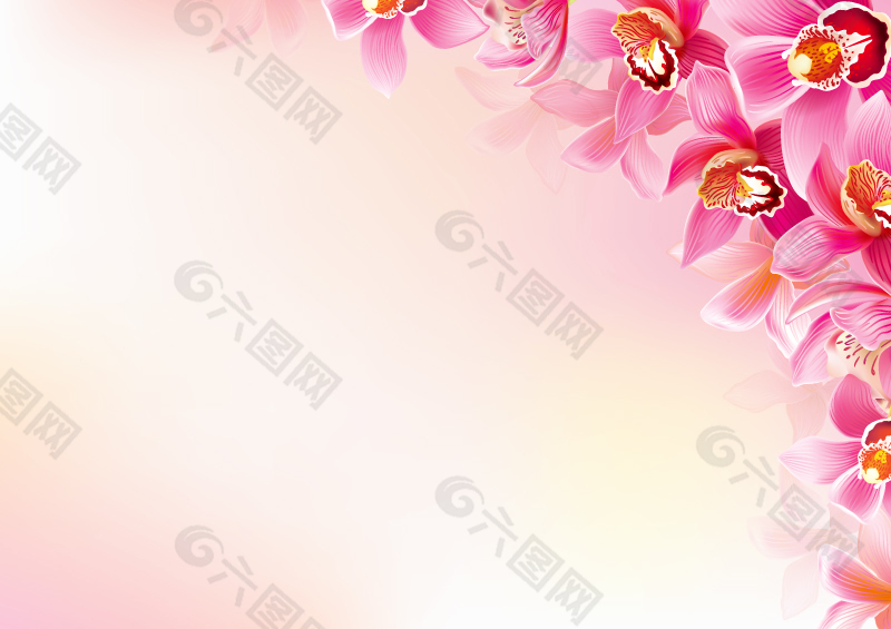 粉色兰花背景