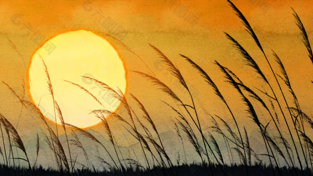 黄昏美景,夕阳下的芦苇草无限循环视频素材