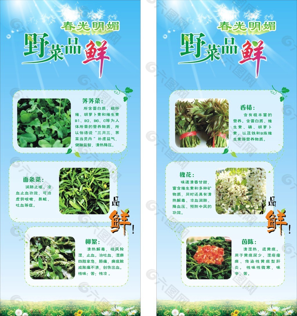 春季野菜X展架