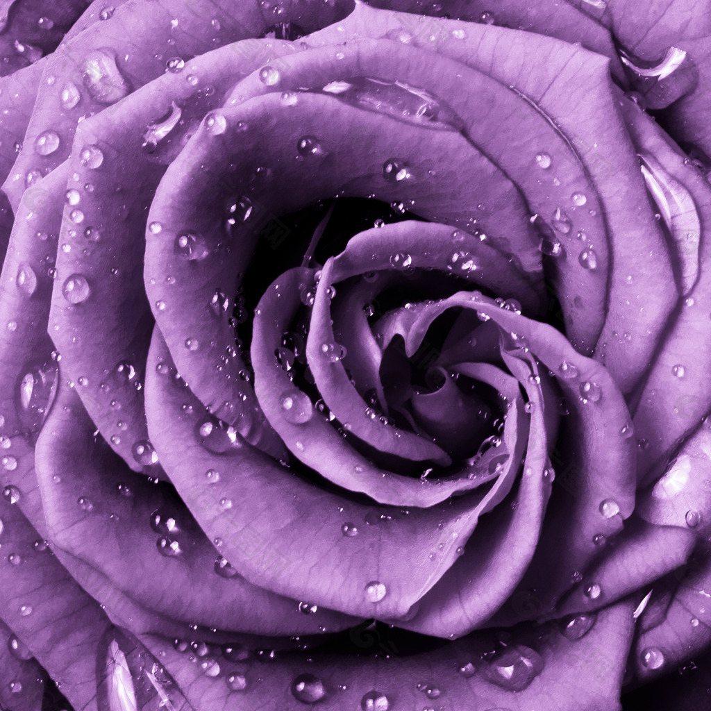 紫色玫瑰花桌面设计元素素材免费下载 图片编号 六图网