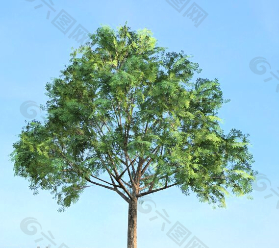 七叶树茯苓树模型下载