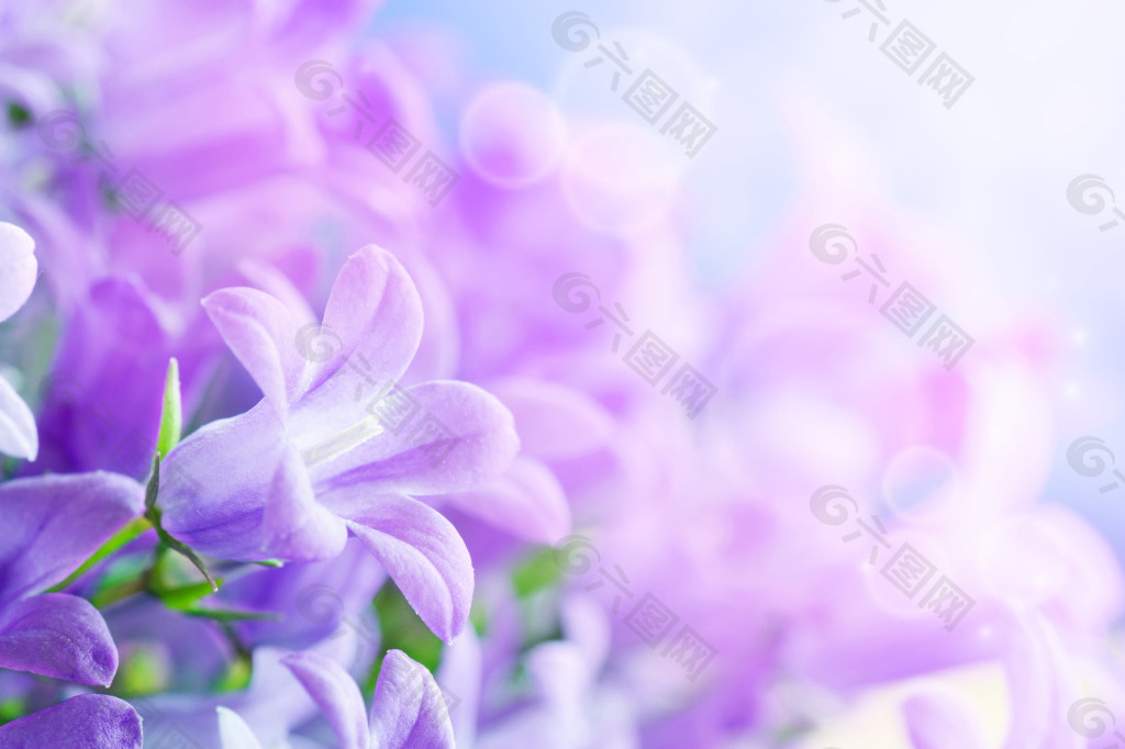 紫色花背景图图片 紫色花背景图素材 紫色花背景图模板免费下载 六图网