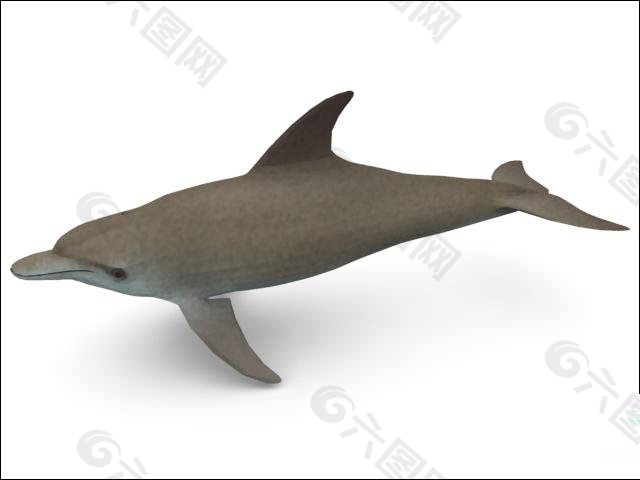 海豚3d模型