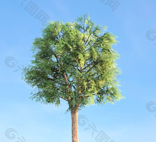 树3d模型下载