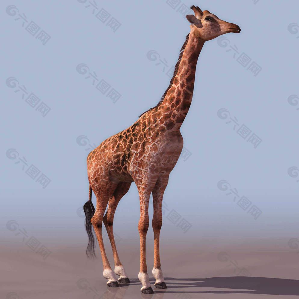 GIRAFFE长颈鹿3d模型图片