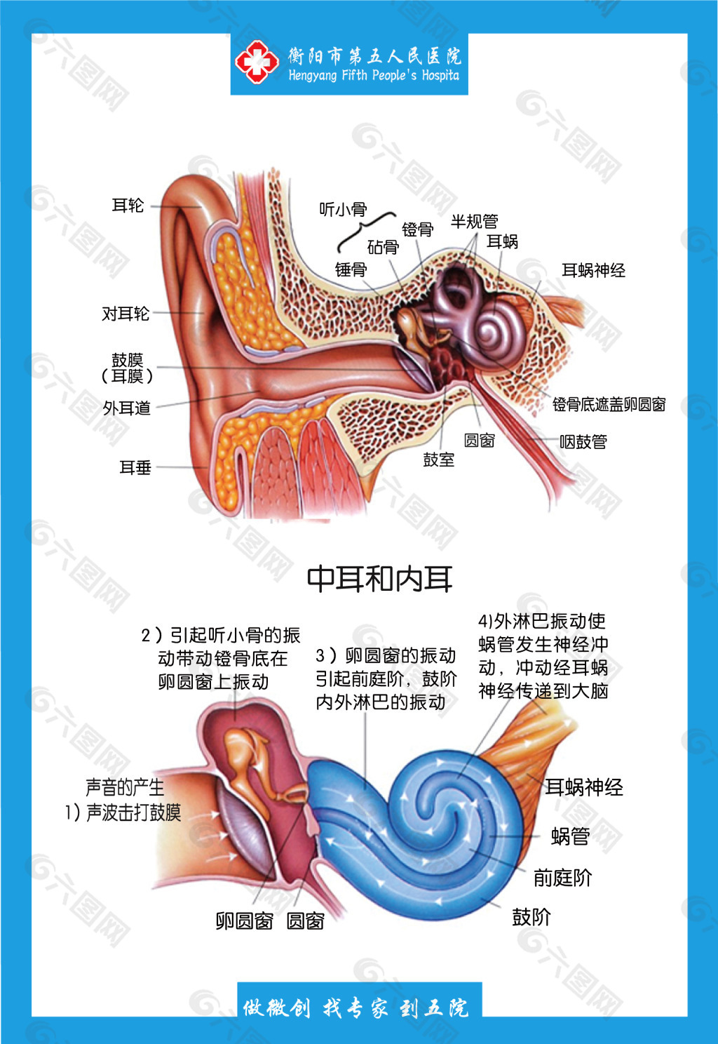 耳鼻咽喉科解剖图共有三个展板