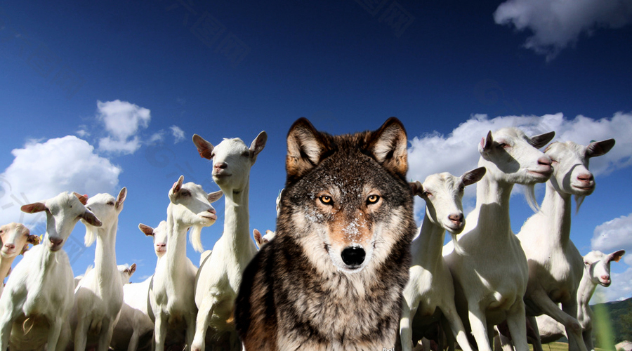狼和羊