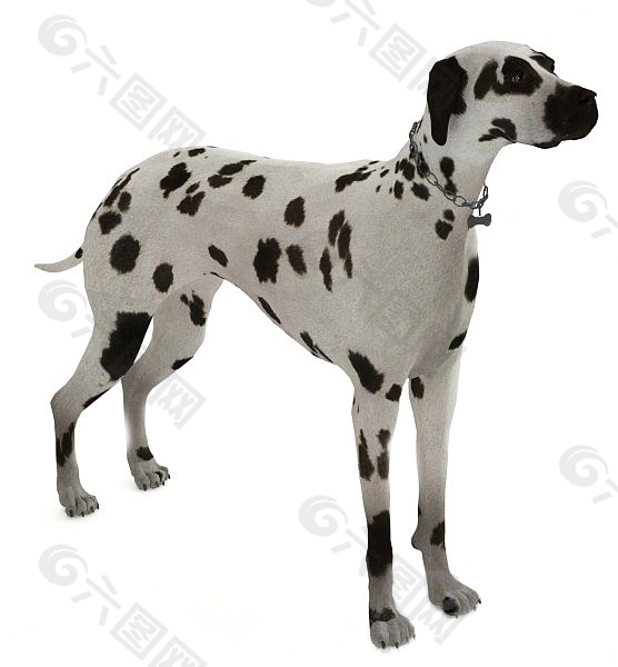 3d斑点狗模型