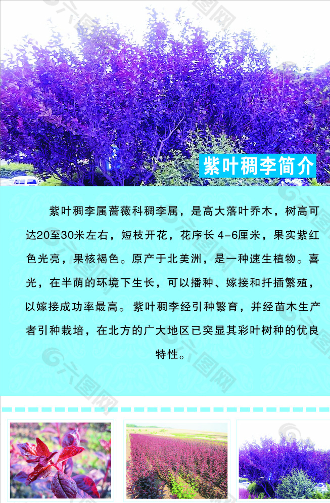 紫叶李花语寓意图片