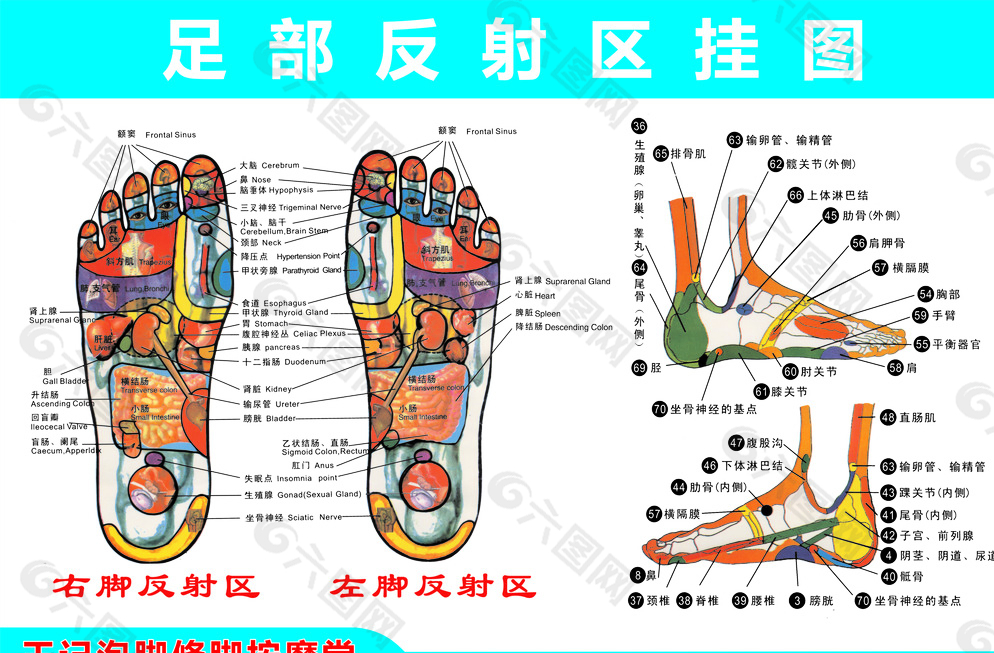 脚底穴位图图片