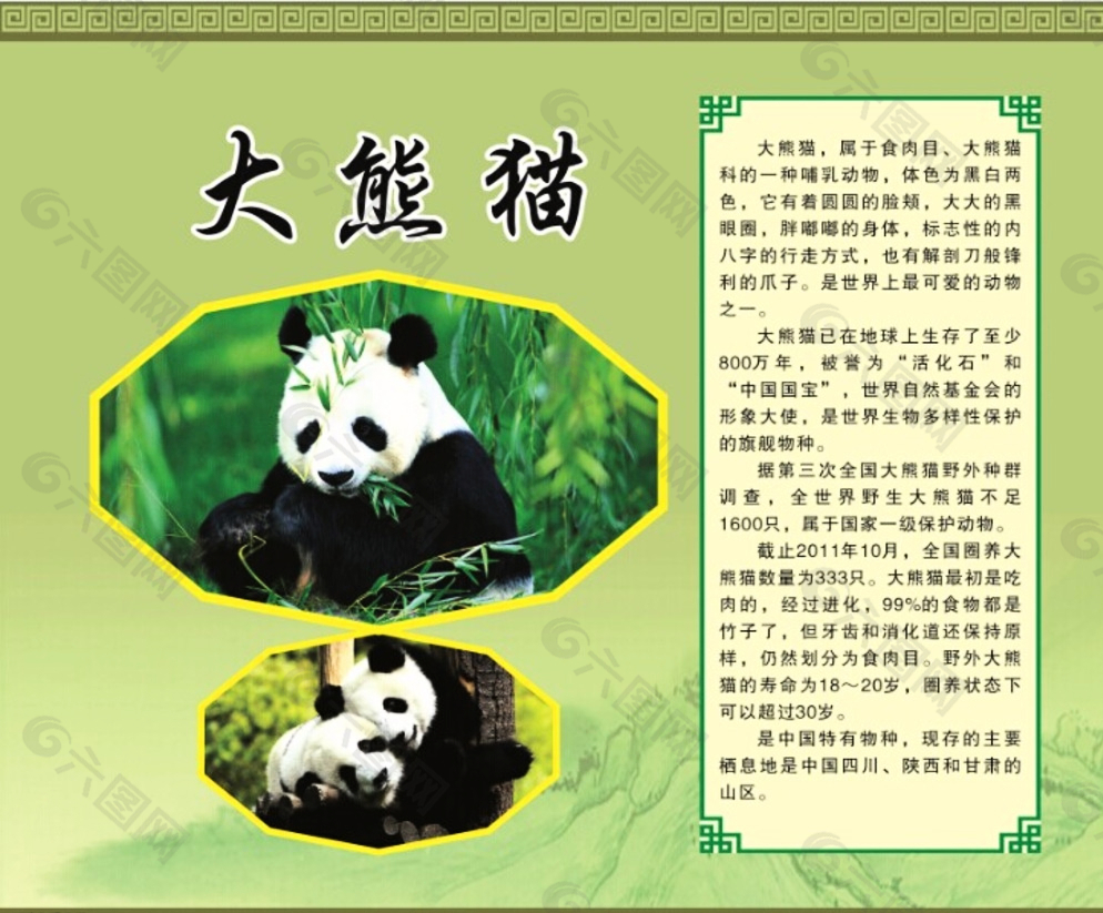 国宝大熊猫资料简介图片
