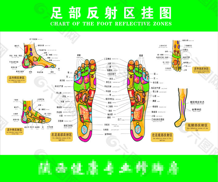 足部反射区穴位