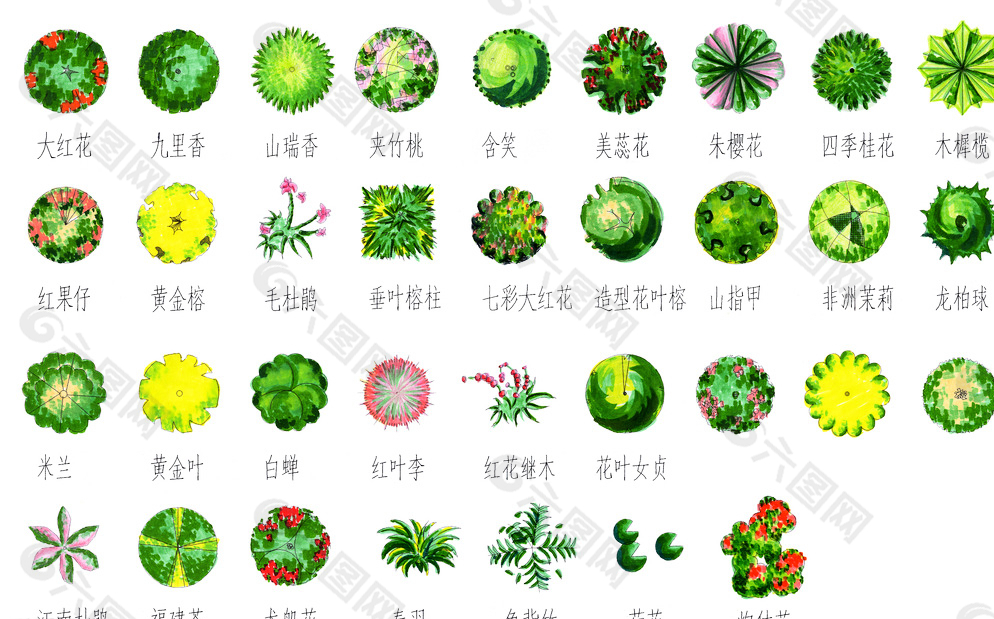 平面植物图片