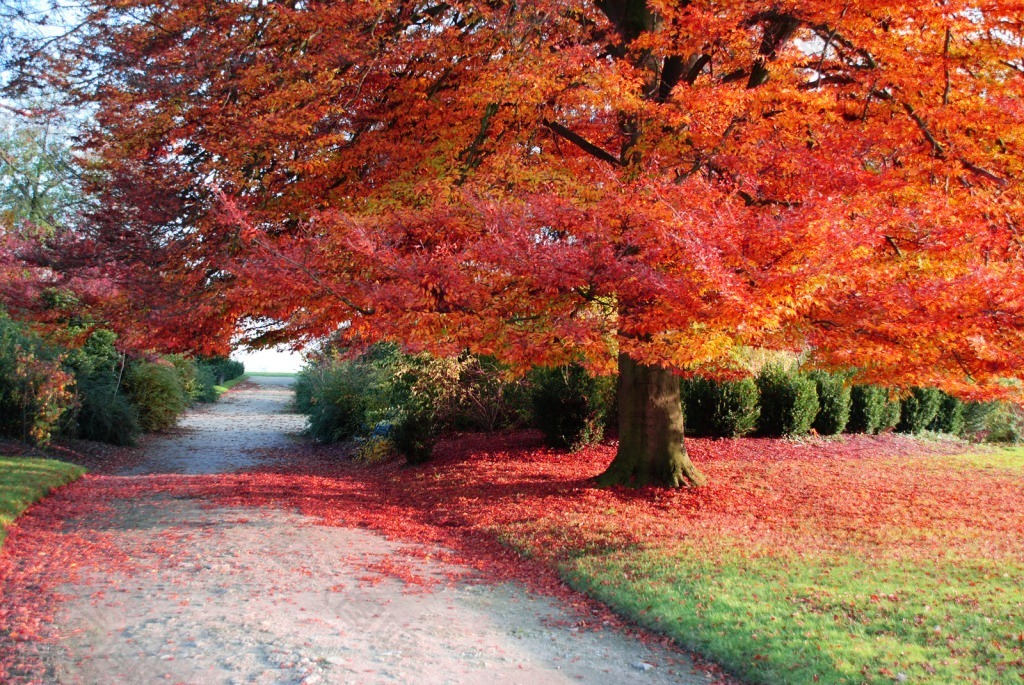 高清红色落叶树木背景